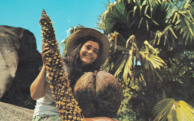 Wandering Wood Double Coconut